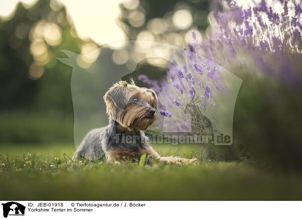 Yorkshire Terrier im Sommer / JEB-01918