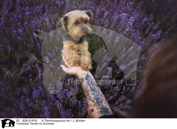 Yorkshire Terrier im Sommer / JEB-01919