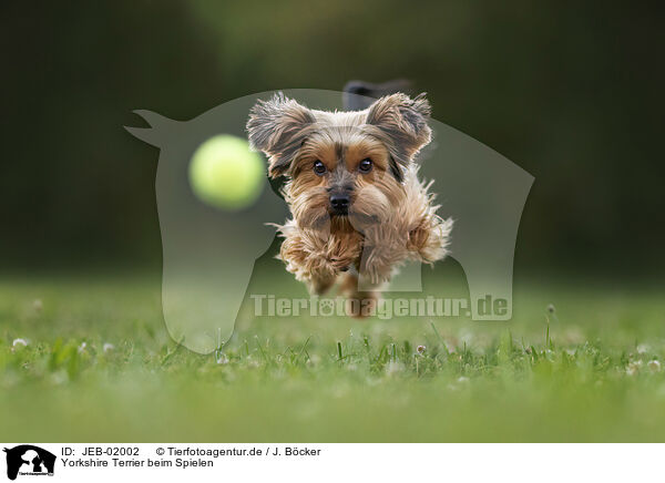 Yorkshire Terrier beim Spielen / JEB-02002