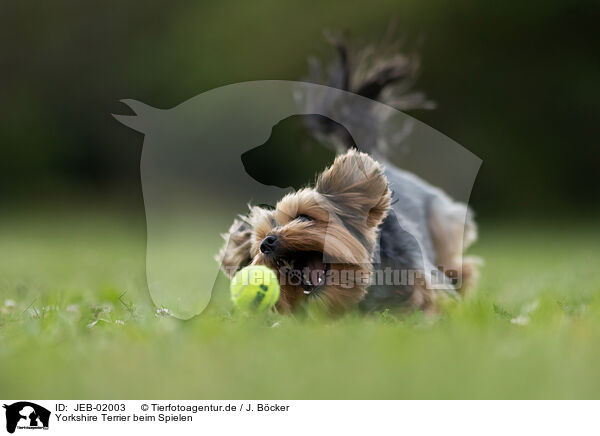 Yorkshire Terrier beim Spielen / JEB-02003