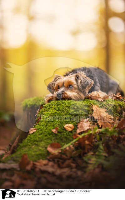 Yorkshire Terrier im Herbst / JEB-02201
