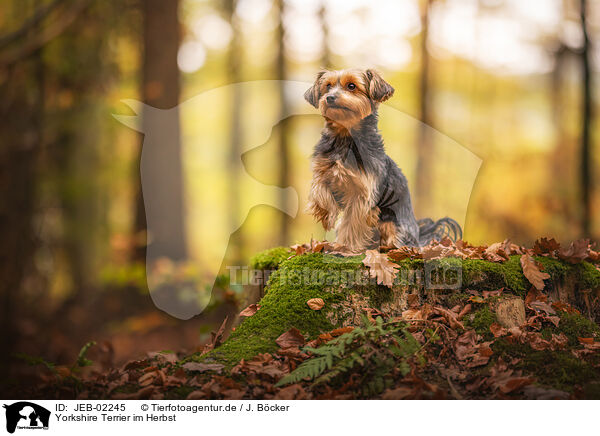 Yorkshire Terrier im Herbst / JEB-02245