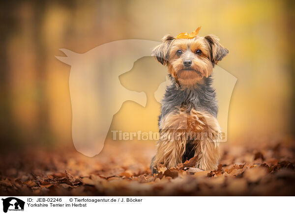 Yorkshire Terrier im Herbst / JEB-02246