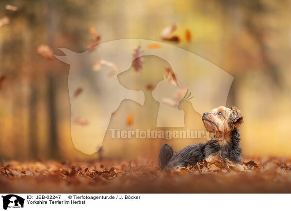 Yorkshire Terrier im Herbst / JEB-02247