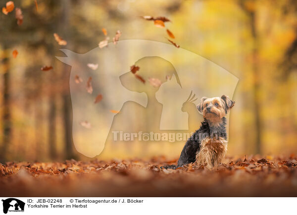 Yorkshire Terrier im Herbst / JEB-02248
