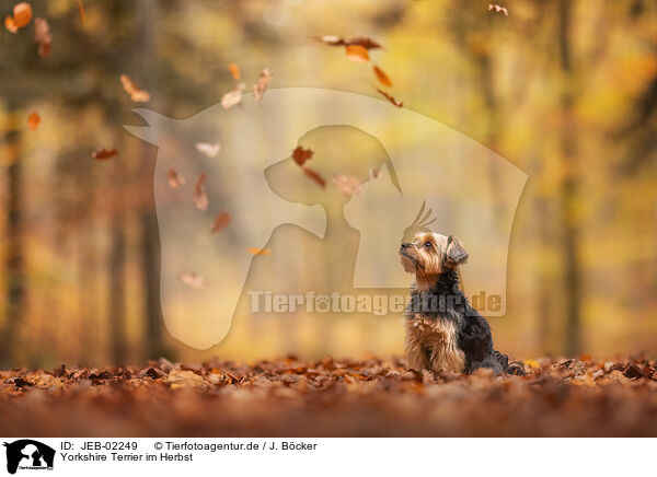 Yorkshire Terrier im Herbst / JEB-02249