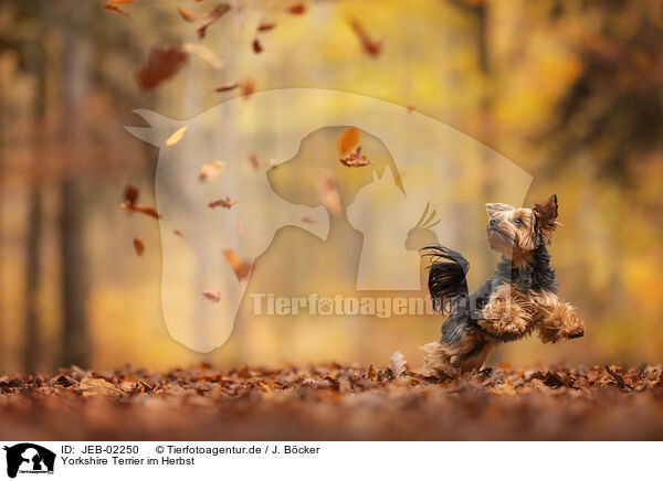 Yorkshire Terrier im Herbst / JEB-02250