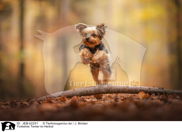 Yorkshire Terrier im Herbst / JEB-02251