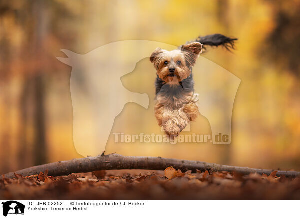 Yorkshire Terrier im Herbst / JEB-02252
