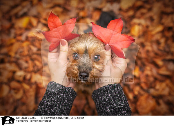 Yorkshire Terrier im Herbst / JEB-02253