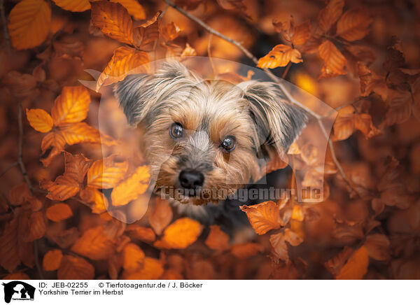 Yorkshire Terrier im Herbst / JEB-02255