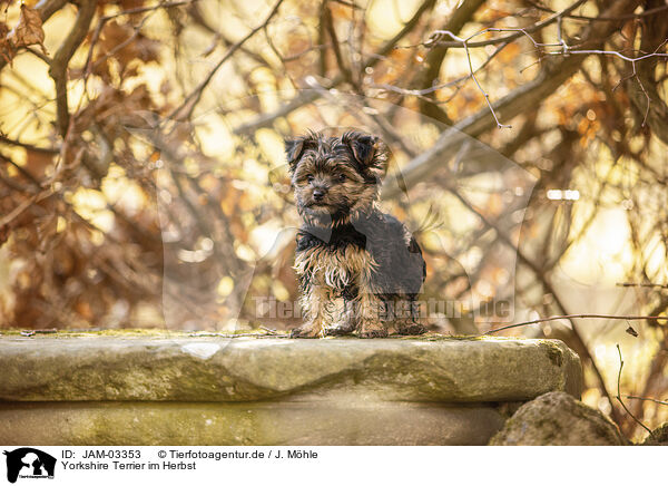 Yorkshire Terrier im Herbst / JAM-03353