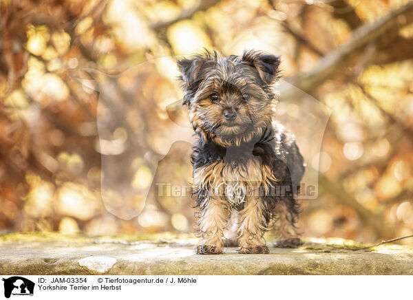 Yorkshire Terrier im Herbst / JAM-03354