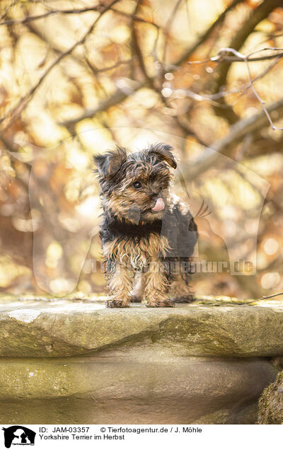 Yorkshire Terrier im Herbst / JAM-03357