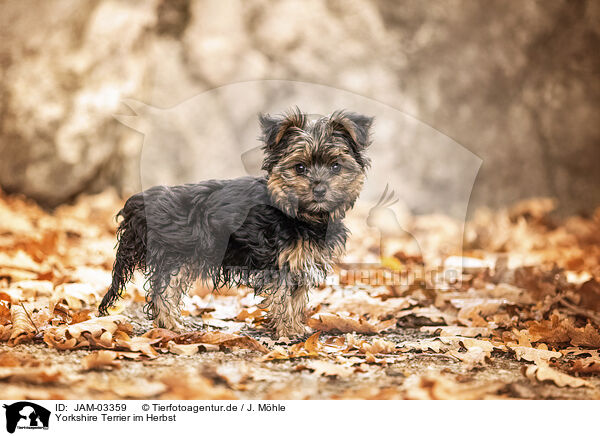 Yorkshire Terrier im Herbst / JAM-03359