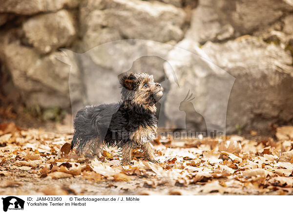Yorkshire Terrier im Herbst / JAM-03360