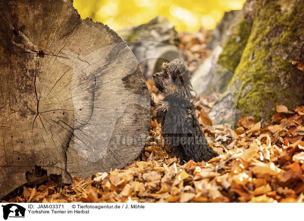 Yorkshire Terrier im Herbst / JAM-03371