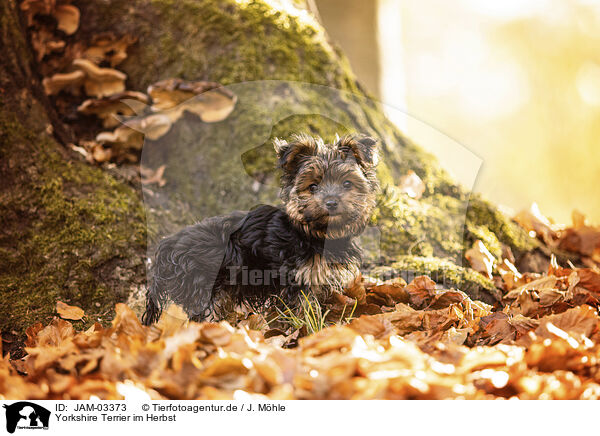 Yorkshire Terrier im Herbst / JAM-03373