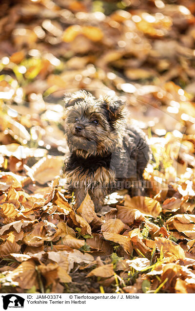 Yorkshire Terrier im Herbst / JAM-03374