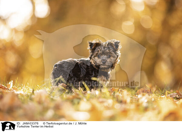 Yorkshire Terrier im Herbst / JAM-03376