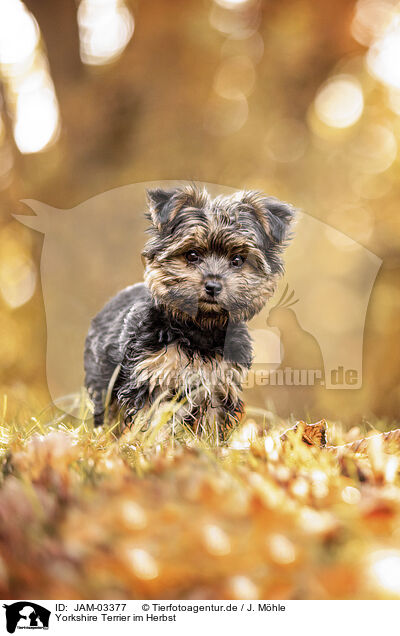 Yorkshire Terrier im Herbst / JAM-03377