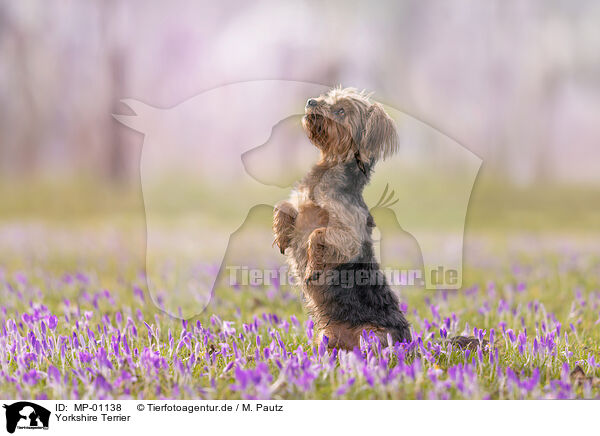Yorkshire Terrier / Yorkshire Terrier / MP-01138