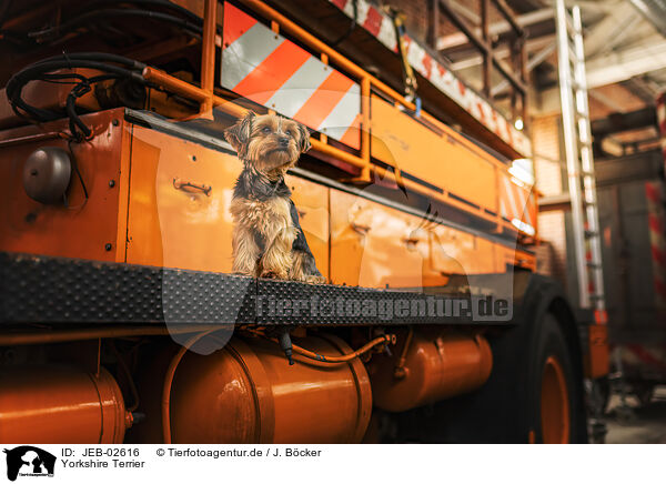 Yorkshire Terrier / JEB-02616