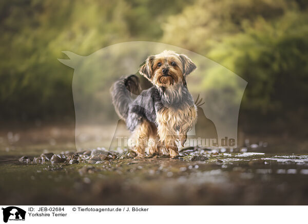 Yorkshire Terrier / Yorkshire Terrier / JEB-02684
