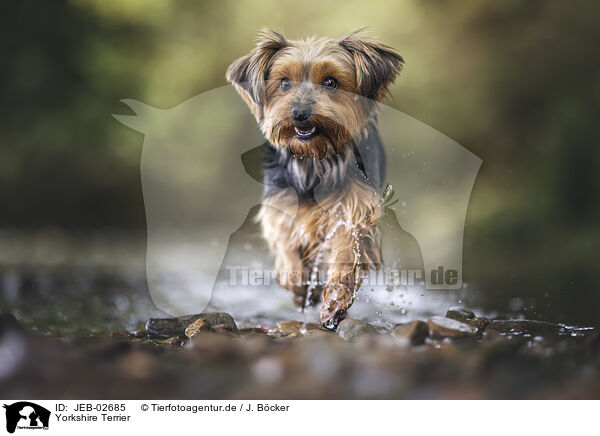 Yorkshire Terrier / Yorkshire Terrier / JEB-02685