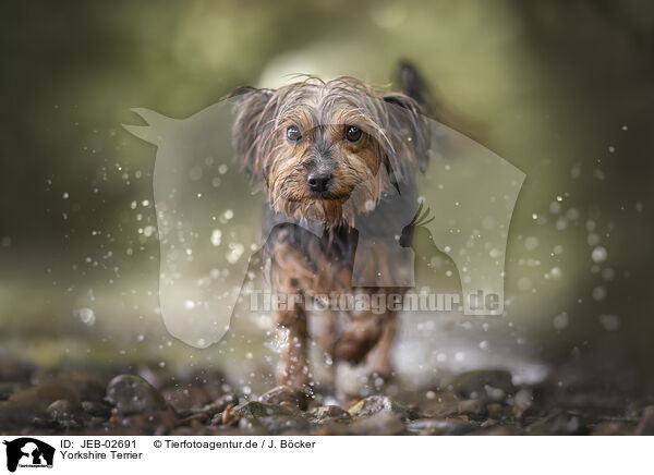 Yorkshire Terrier / Yorkshire Terrier / JEB-02691