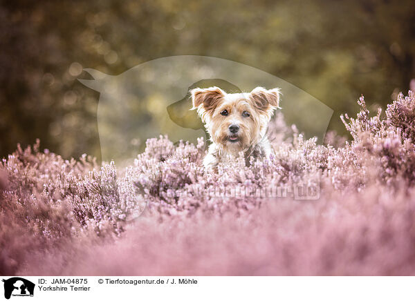 Yorkshire Terrier / Yorkshire Terrier / JAM-04875
