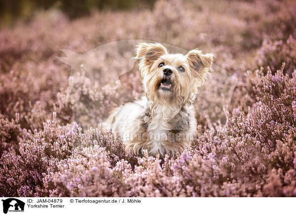 Yorkshire Terrier / Yorkshire Terrier / JAM-04879