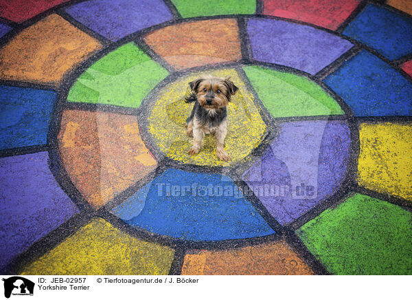Yorkshire Terrier / Yorkshire Terrier / JEB-02957