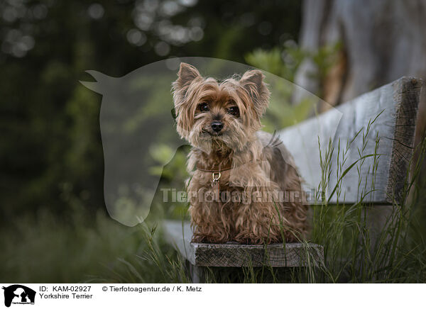 Yorkshire Terrier / Yorkshire Terrier / KAM-02927