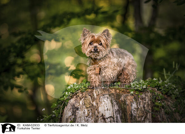 Yorkshire Terrier / Yorkshire Terrier / KAM-02933