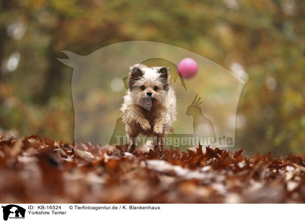 Yorkshire Terrier / Yorkshire Terrier / KB-16524