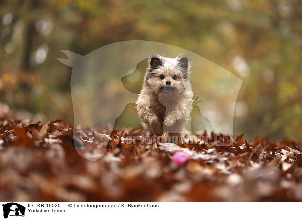 Yorkshire Terrier / Yorkshire Terrier / KB-16525