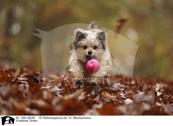 Yorkshire Terrier / Yorkshire Terrier / KB-16526
