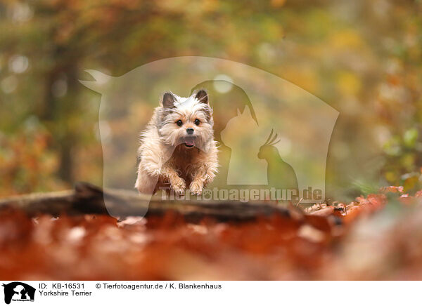 Yorkshire Terrier / Yorkshire Terrier / KB-16531
