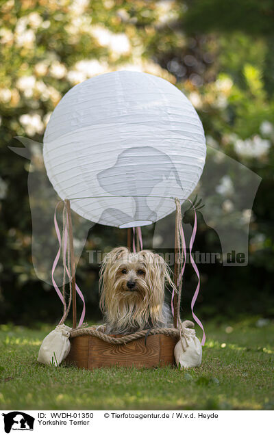 Yorkshire Terrier / Yorkshire Terrier / WVDH-01350