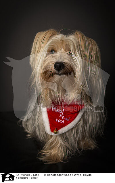 Yorkshire Terrier / Yorkshire Terrier / WVDH-01354