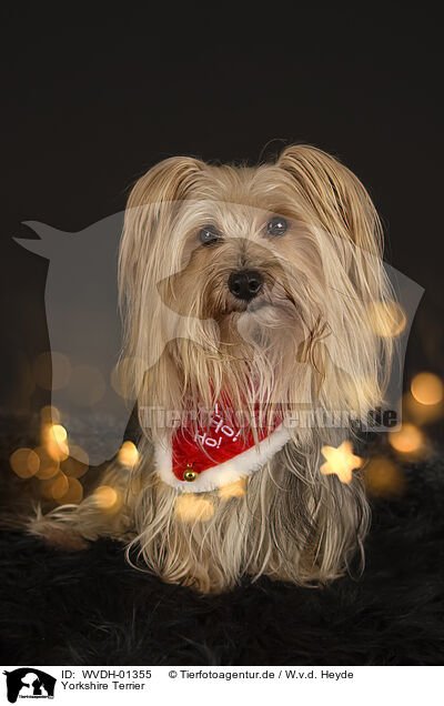 Yorkshire Terrier / Yorkshire Terrier / WVDH-01355