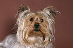 Yorkshire Terrier Portrait