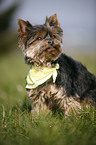 Mini Yorkshire Terrier