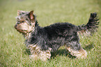 Mini Yorkshire Terrier