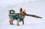 spielender Yorkshire Terrier