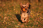 spielender Yorkshire Terrier