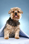 sitzender Yorkshire Terrier