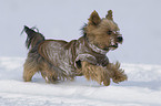 rennender Yorkshire Terrier