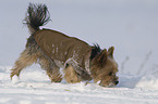 laufender Yorkshire Terrier